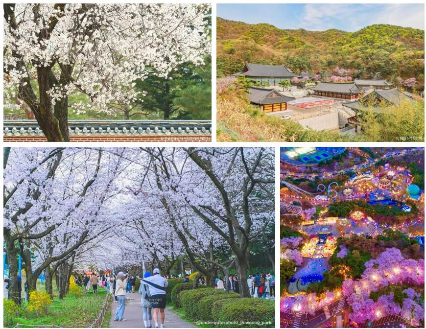 2024년 지역별 벚꽃 개화시기 벚꽃 명소 총정리