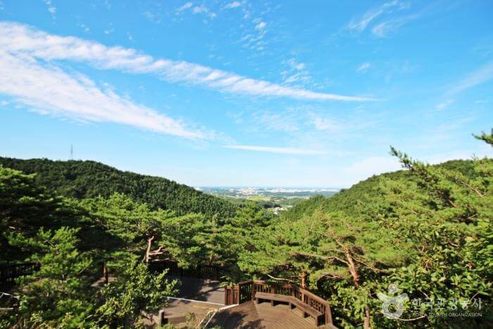 강릉솔향수목원