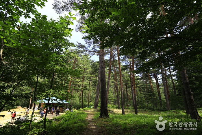 금강소나무숲길