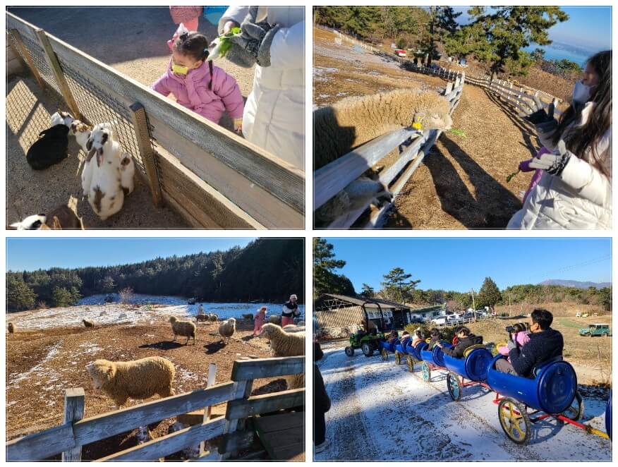 남해여행 양떼 목장